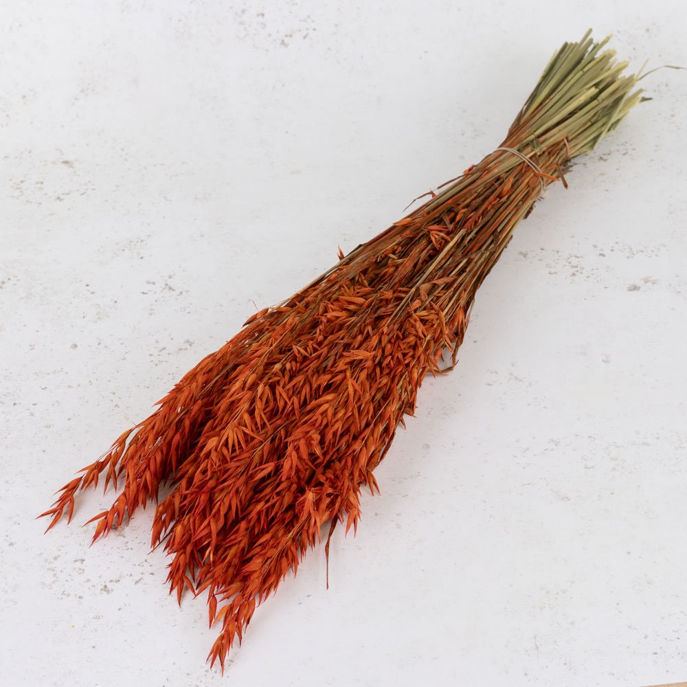 Dried Orange Oats/terracota color - Dried Avena Oats - Dried Flowers Bulk - Dried Flowers home decoration