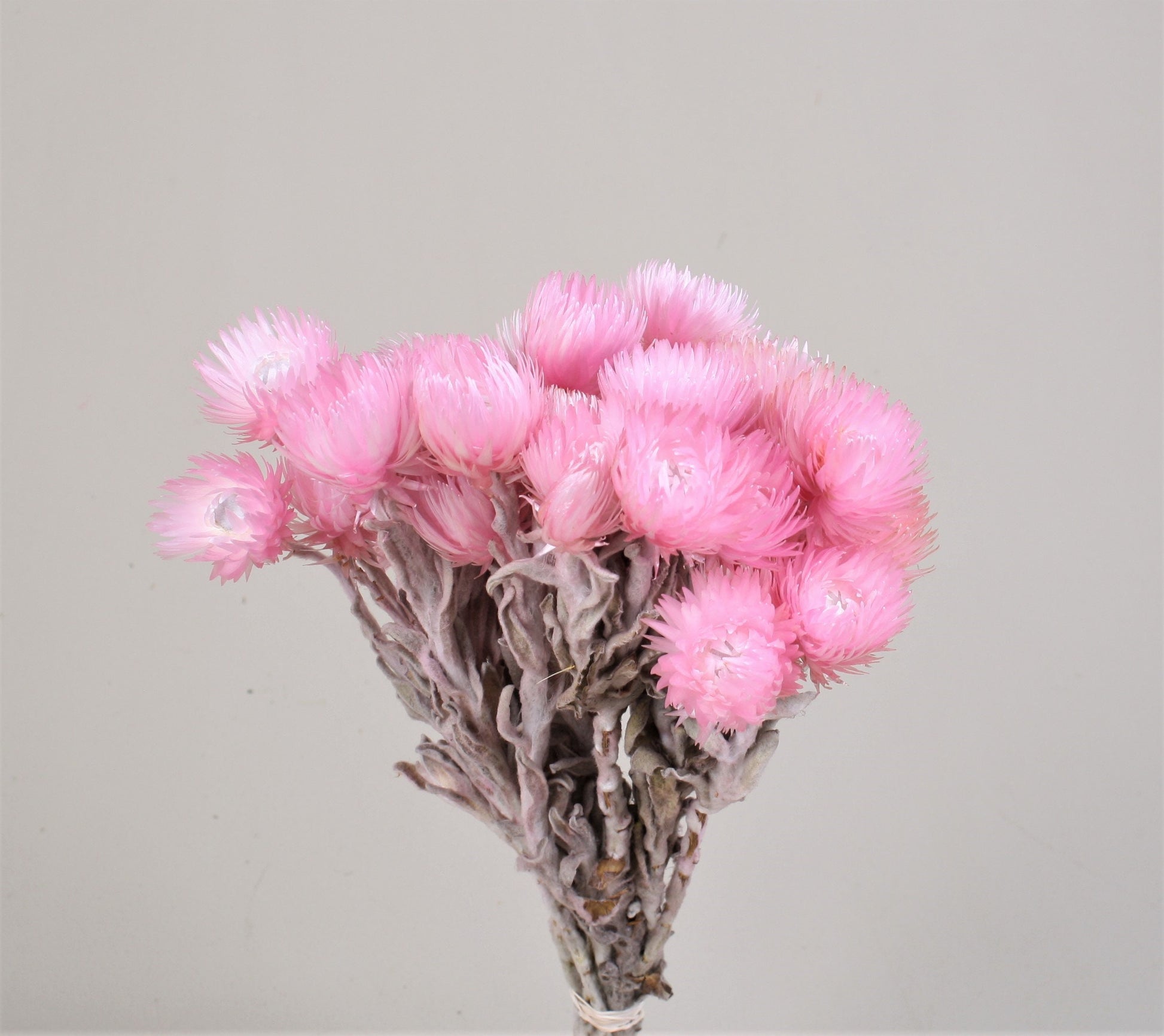 Helichrysum Vestitum capblumen baby pink color, 3oz bunch, rustic decoration