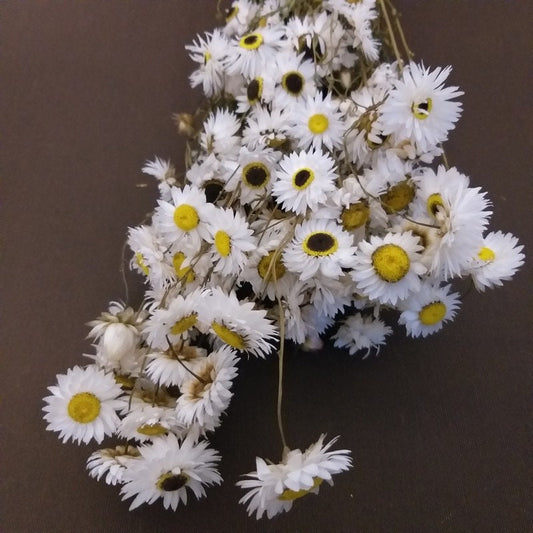 Dried Acroclinium naturel blanch, white creamy bunch, chrysanthemum, flower white bunch, immortelle 3oz bunch, rustic decoration