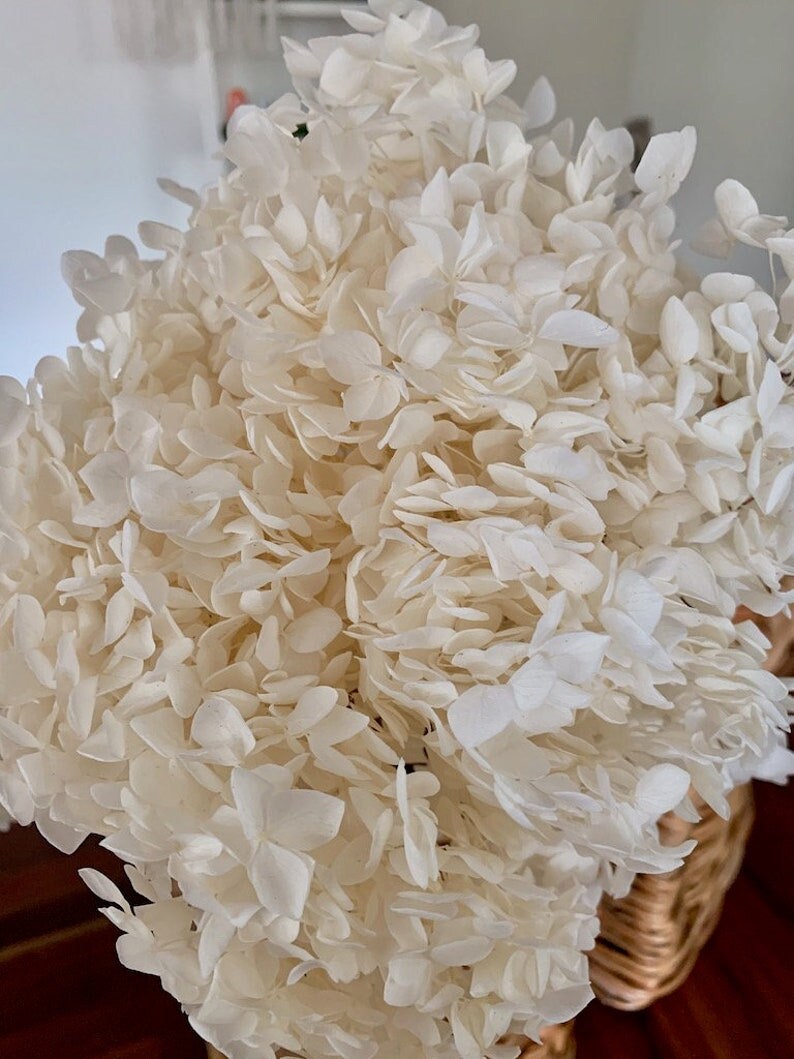 Big size Creamy White preserved hydrangea diameter 28-30cm, hydrangea on stem, 2-3branches