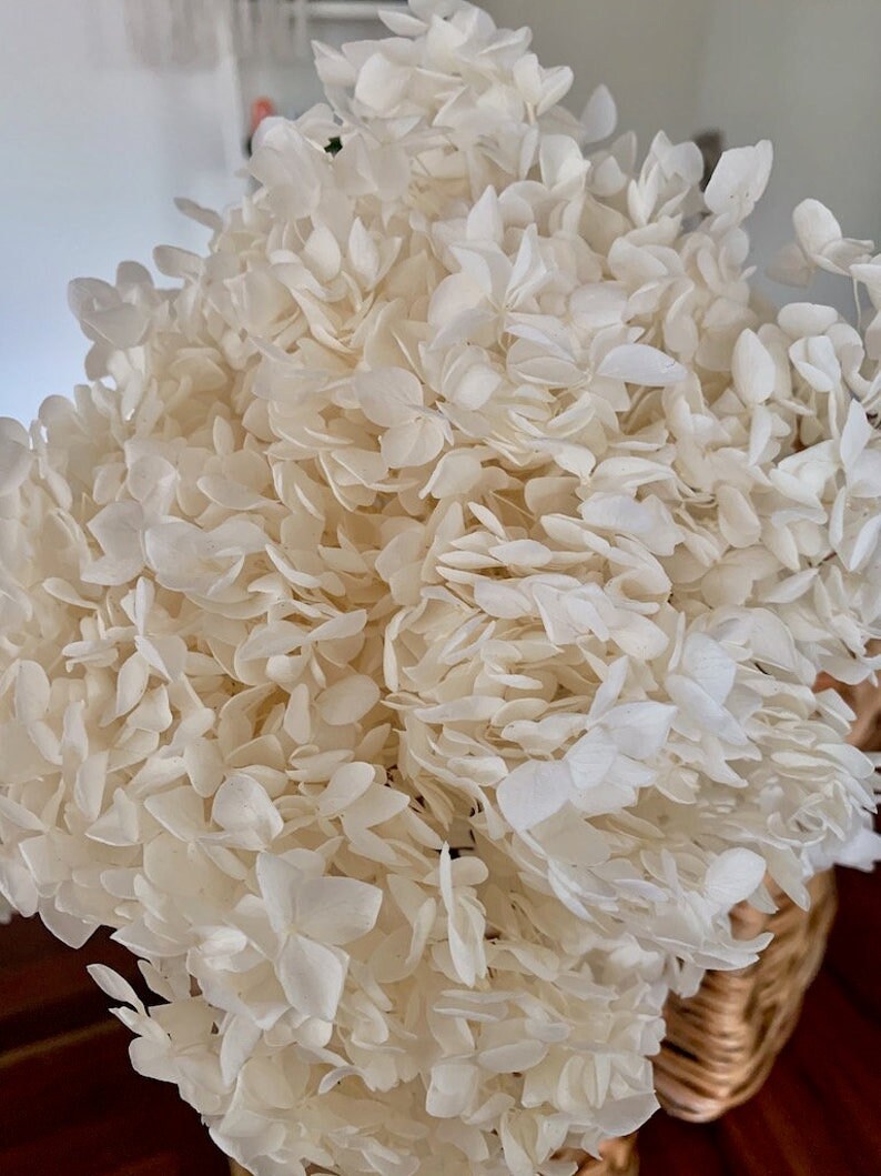 Creamy white Preserved hydrangea Diamenter 20-22cm, hortensia, bridalflower, preserved white/bleached