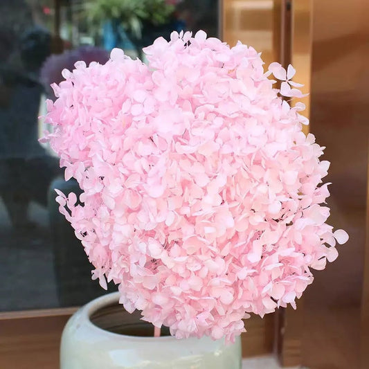 Preserved hydrangea light link, sakura pink gradient D20-22cm, hortensia rose pale, Resin, handcraft, home decoration