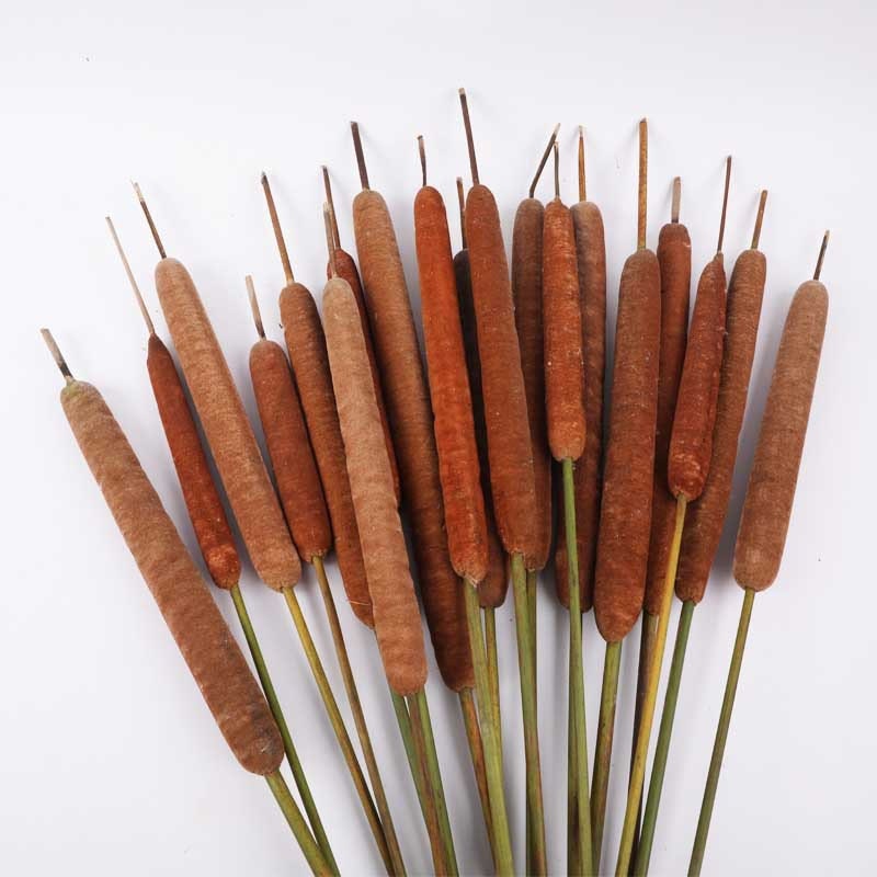 x6 Dried large Typha Reeds, Natural Brown, Large 65-75cm seed head 16-23cm