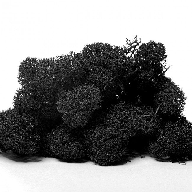 Preserved lichen reindeer moss black color, black lichen, wall moss DIY tool, wall decoration