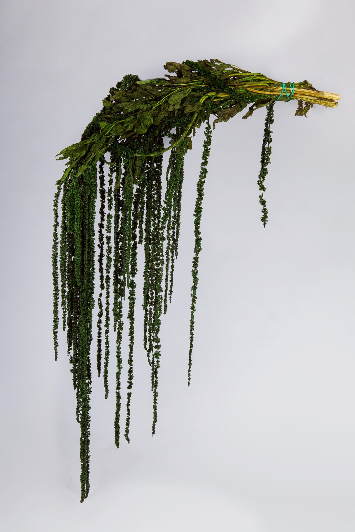 Forest green Preserved Hanging amaranthus/ 6 -7 stems/wall decor, ceiling decoration