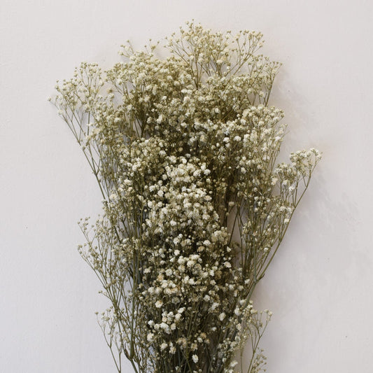 Cream Preserved Babys Breath, Preserved Gyp 100g per bunch