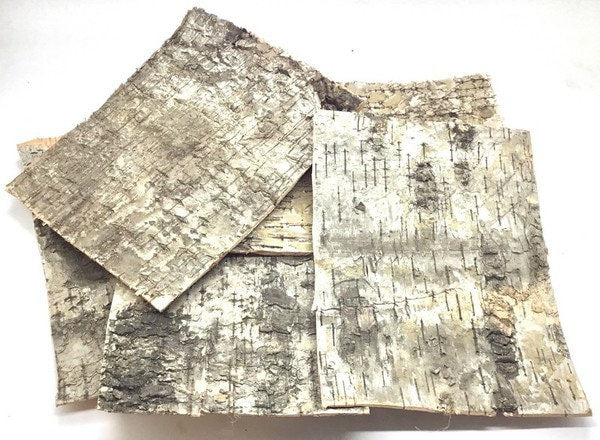 Bark Sheets from Hardwood Tree Species Bundle of 4 for crafting, terrariums, fairy gardens, or air plants