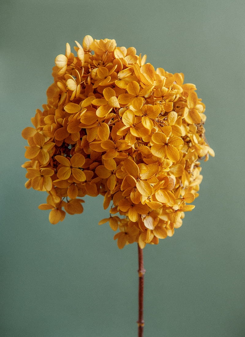 Rare color - Golden saffron preserved tower hydrangea big size D22cm