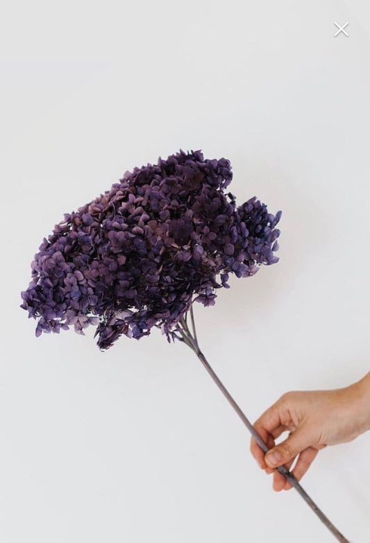 Big size Preserved Hydrangea 20-23cm dark violet gradient color, DIY, Resin, home decoration