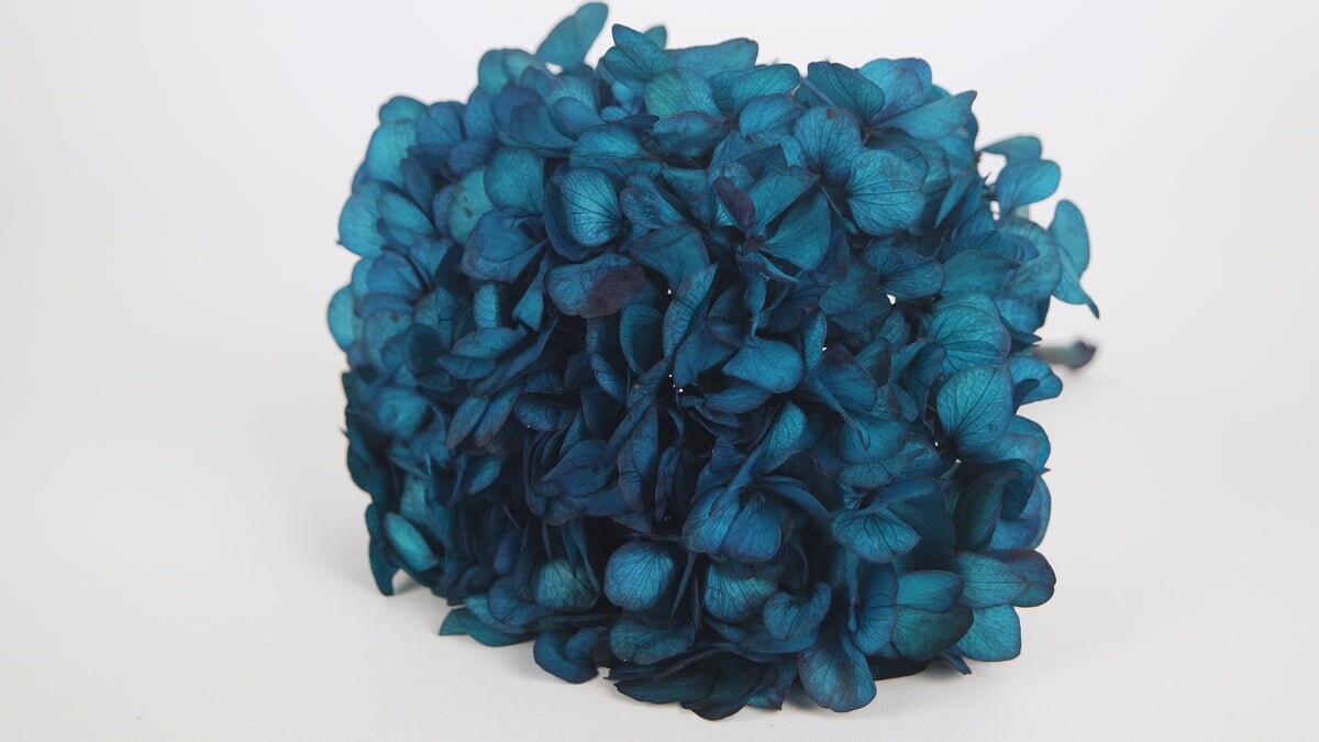 Big petal preserved hydrangea blue sapphire, jewelry tool, Resin DIY, home decoration