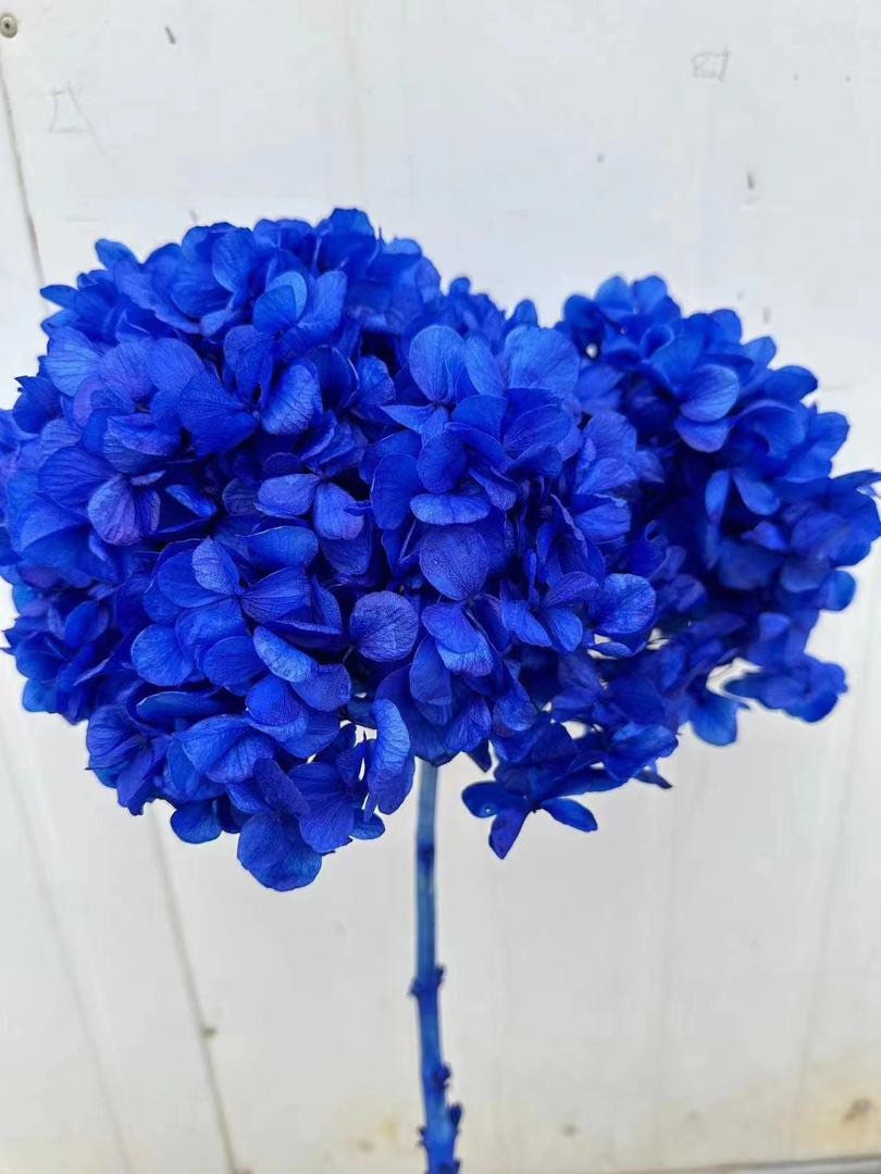 Big petal preserved hydrangea 3 blue gradient color, Resin/Jewelry DIY, home decoration