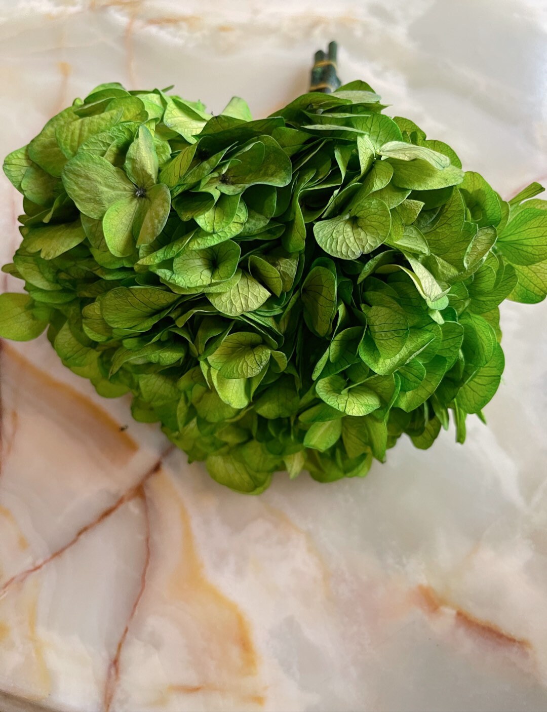 Big petal preserved hydrangea green, Diy resin, jewelery, home decoration