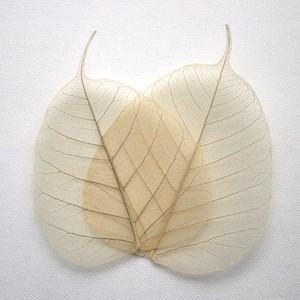 White natural Skeleton Bodhi leaf for Card Scrapbooking DIY Craft Embellishment