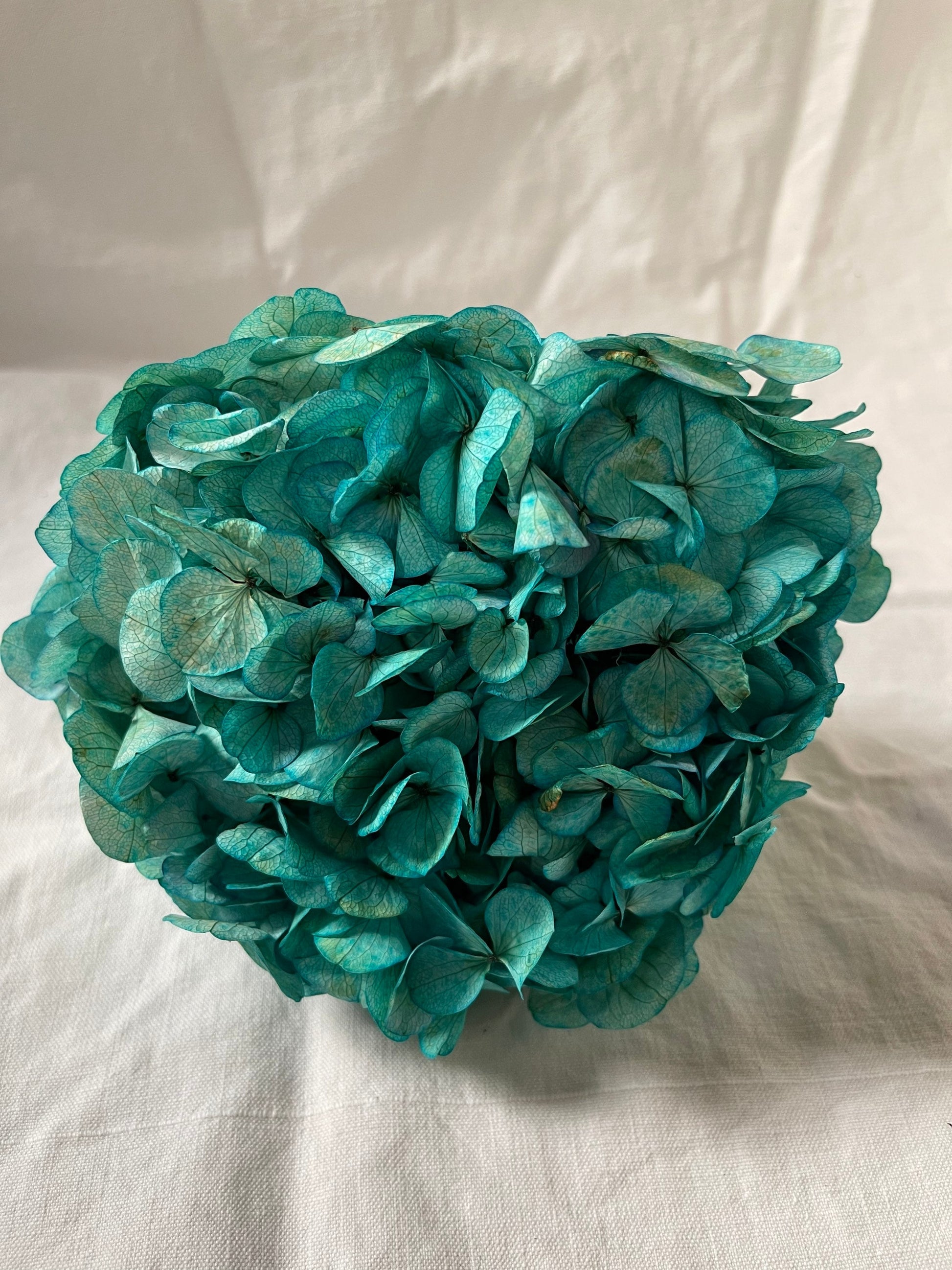 Big petal preserved hydrangea tiffany blue Diy resin, jewelery, home decoration