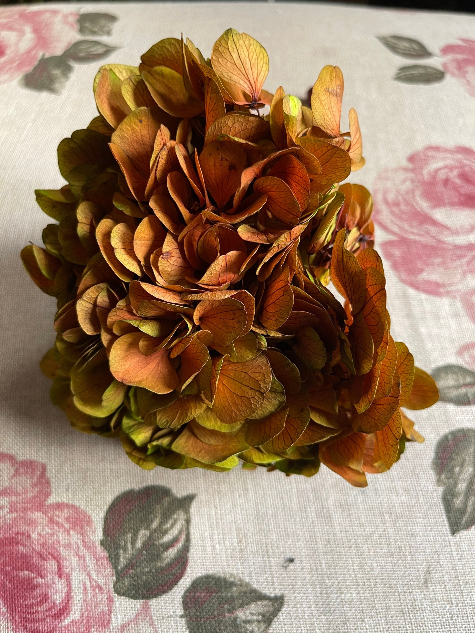 Big petal preserved hydrangea bi collored green yellow mixed gradient, Diy resin, jewelery, home decoration