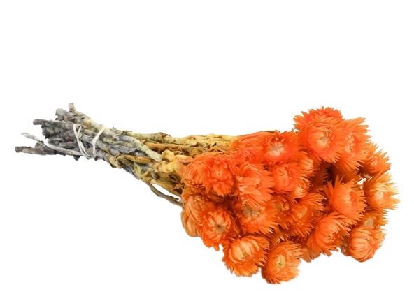 Helichrysum Vestitum capblumen orange, 3oz bunch, rustic decoration