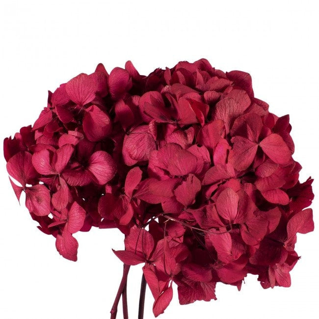 Big petal preserved hydrangea Red color, Diy resin, jewelery, home decoration