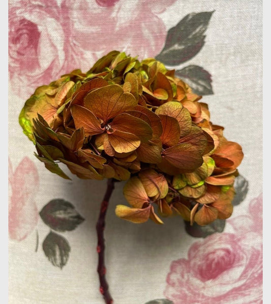 Preserved hydrangea green mix yellow gradient diameter 18-20cm, hortensia, decoration