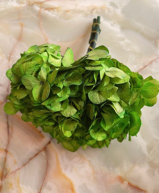 Big petal preserved hydrangea green, Diy resin, jewelery, home decoration