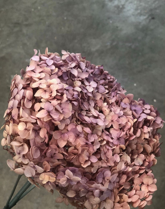 Preserved hydrangea big size D20cm pink purple