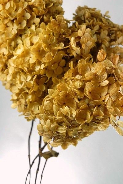 Rare color - Golden saffron preserved tower hydrangea big size D22cm