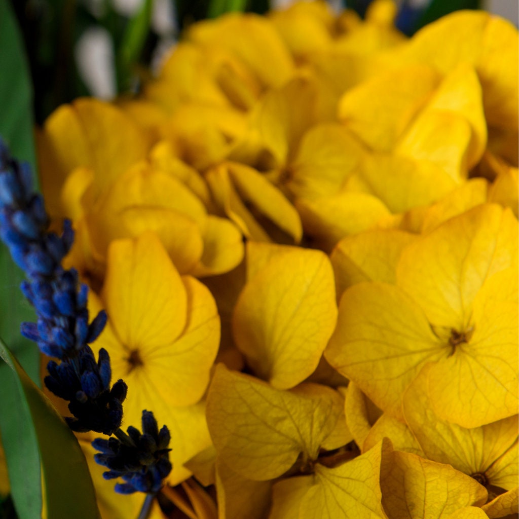 Rare color - Golden saffron preserved tower hydrangea big size D22cm