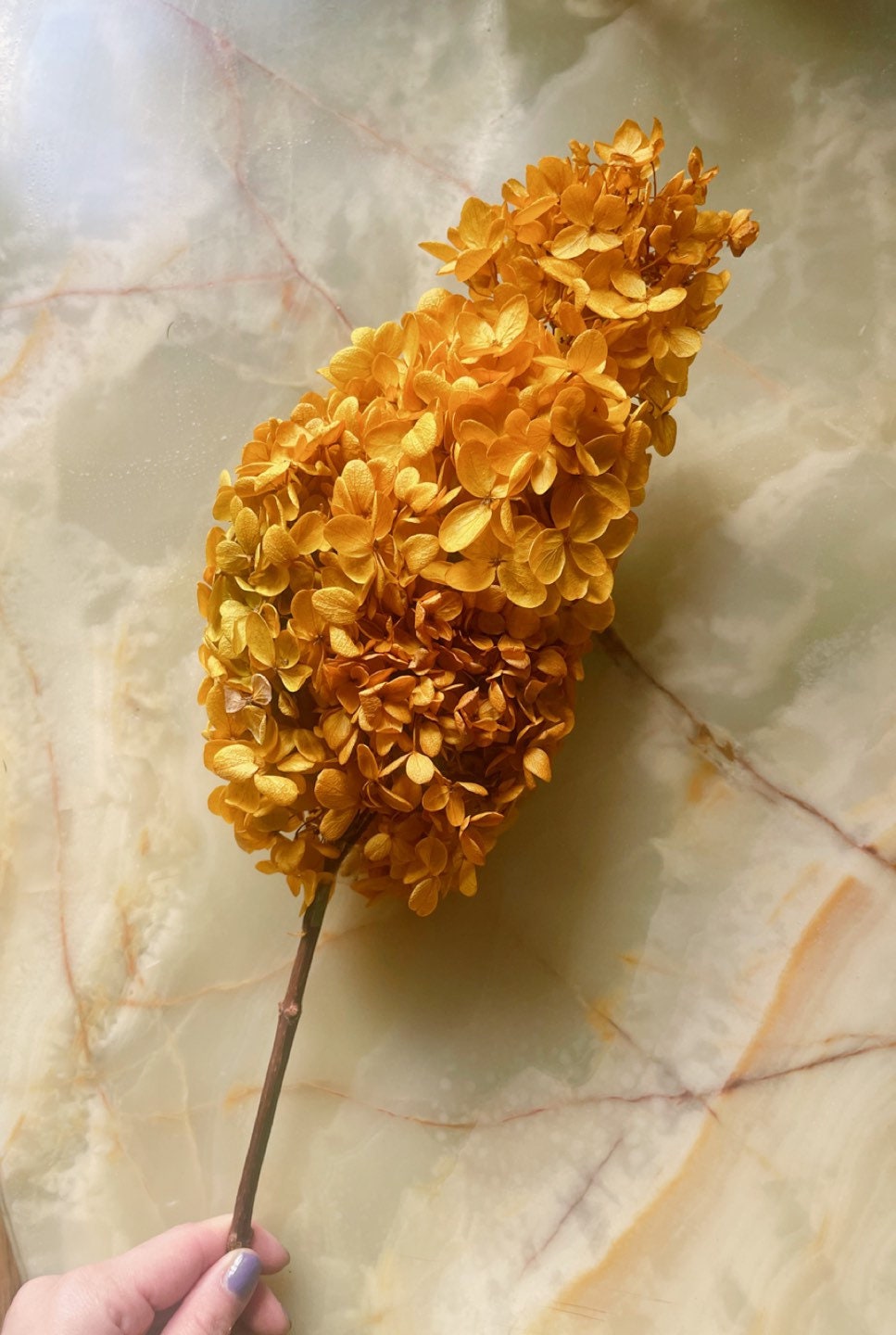 Rare color - Golden saffron preserved tower hydrangea big size D22cm