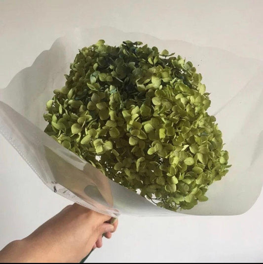 Big size Preserved hydrangea Dark grass green, wedding Hortensia 19-23cm, home decoration