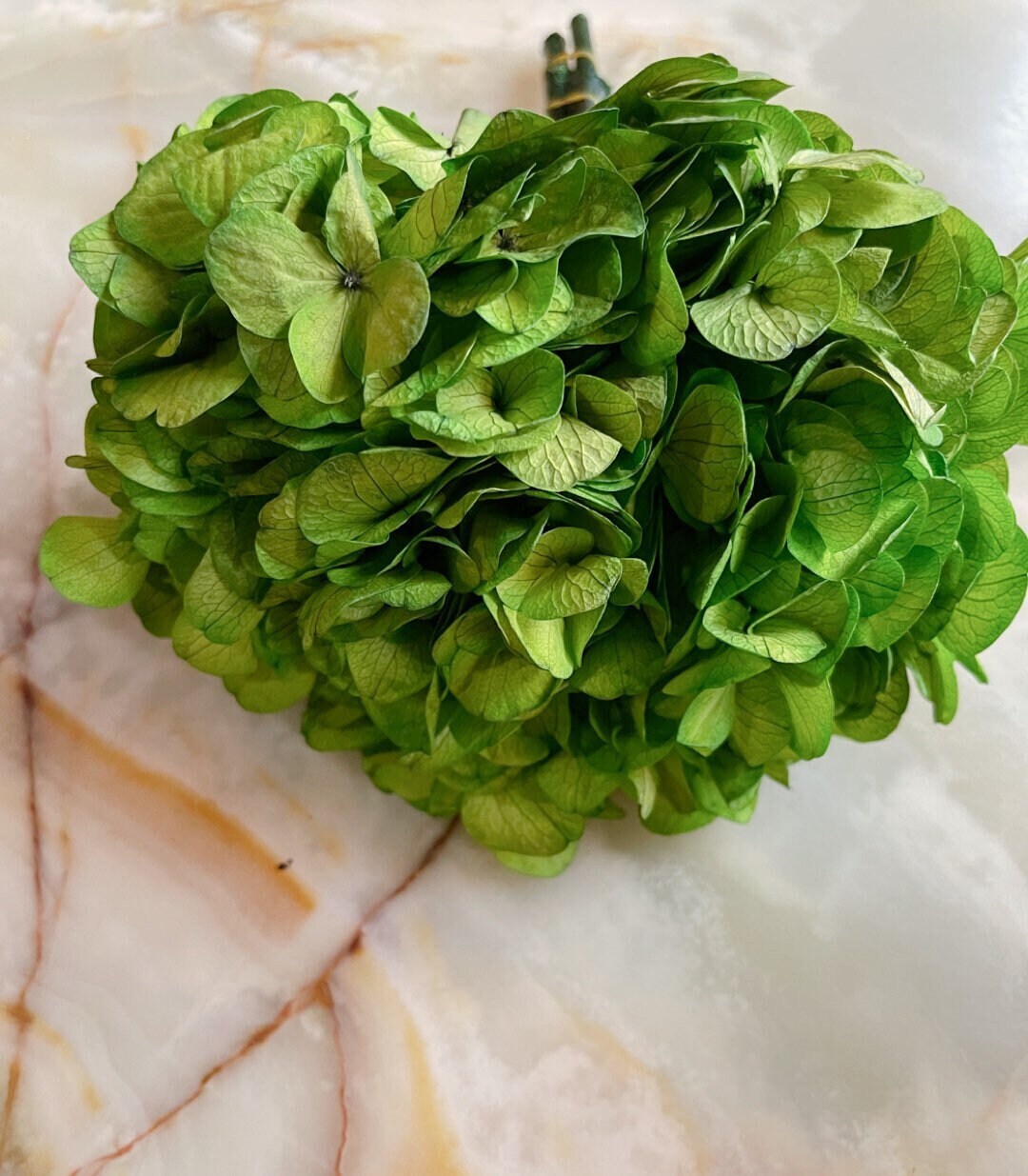 Big petal preserved hydrangea green, Diy resin, jewelery, home decoration