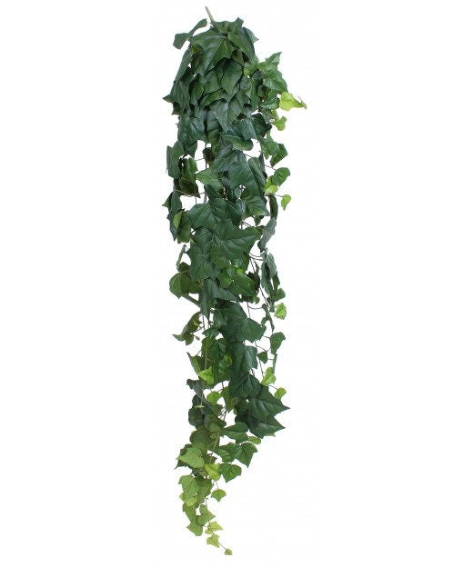 Hanging Preserved Ivy green climbing - hedera helix ivy- lierre tombant 70-90cm- wall decor - green garland - ceiling decoration