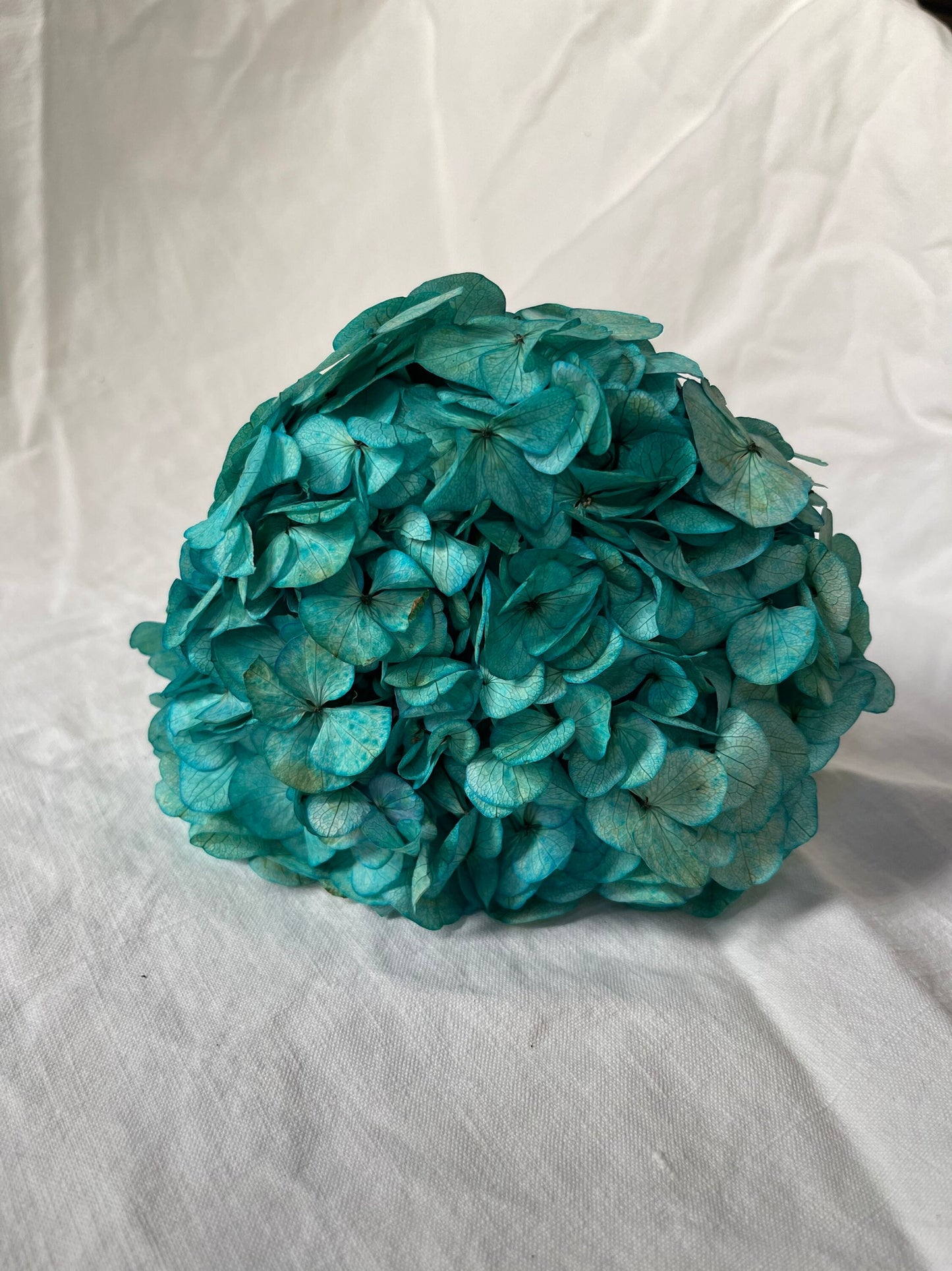 Big petal preserved hydrangea tiffany blue Diy resin, jewelery, home decoration