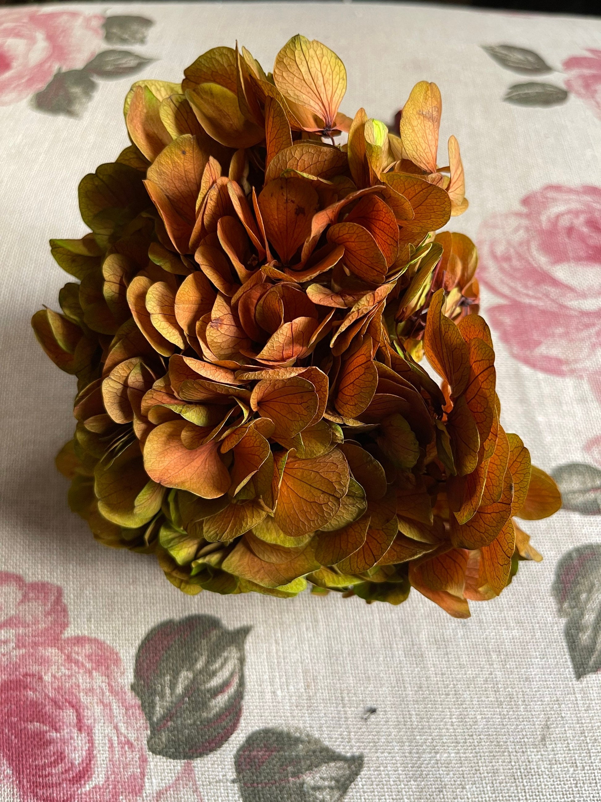 Big petal preserved hydrangea bi collored green yellow mixed gradient, Diy resin, jewelery, home decoration