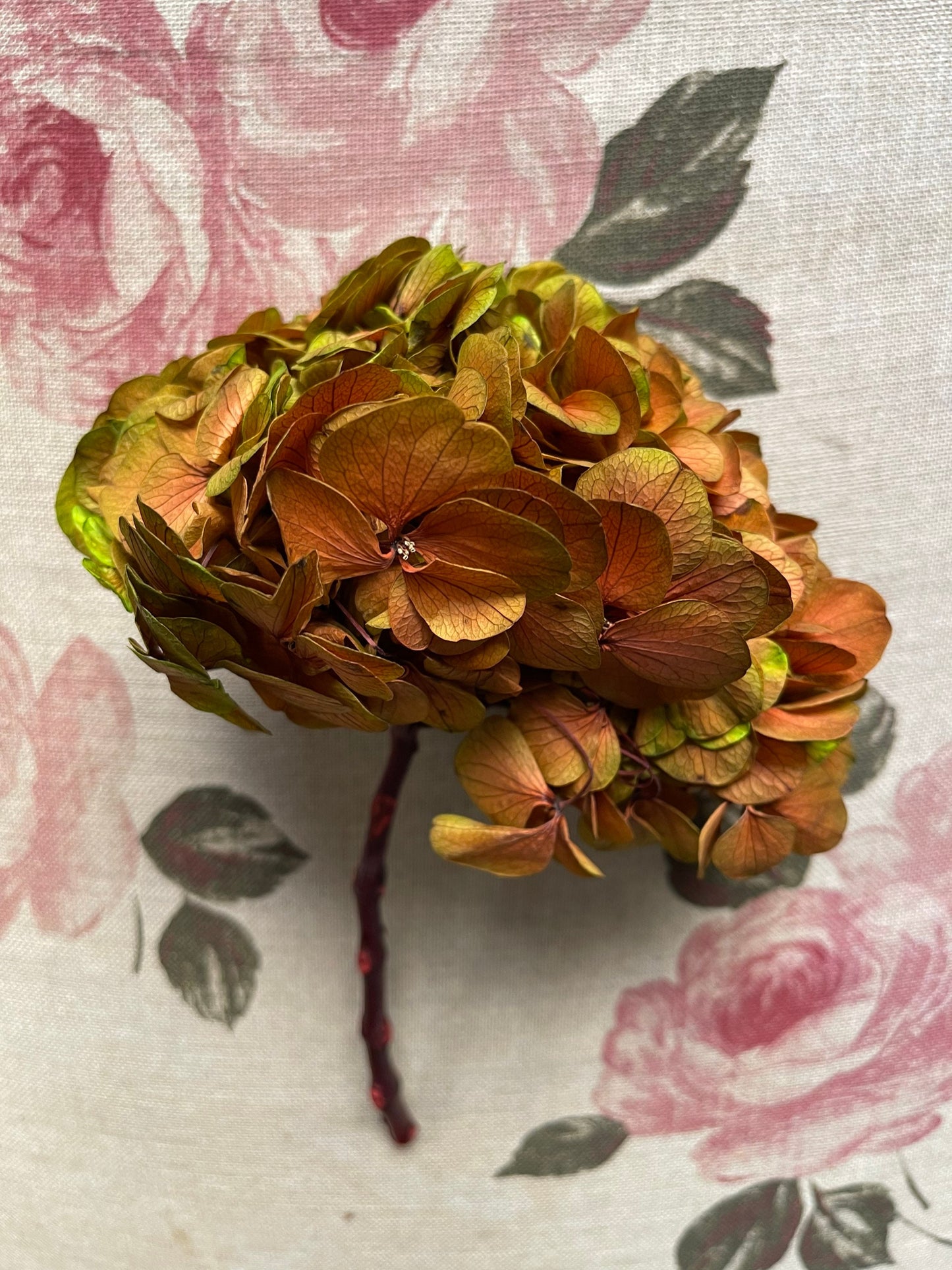 Big petal preserved hydrangea bi collored green yellow mixed gradient, Diy resin, jewelery, home decoration