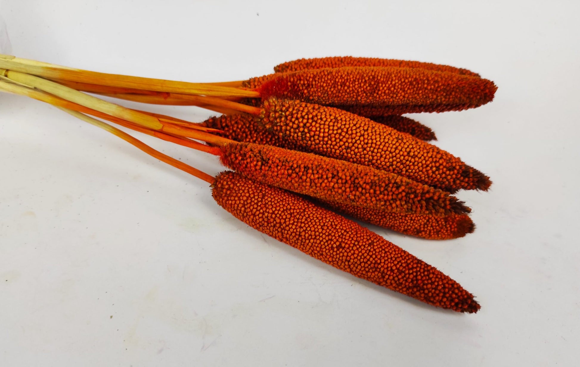 x10 stems Babala orange dark terracota, decoration interior