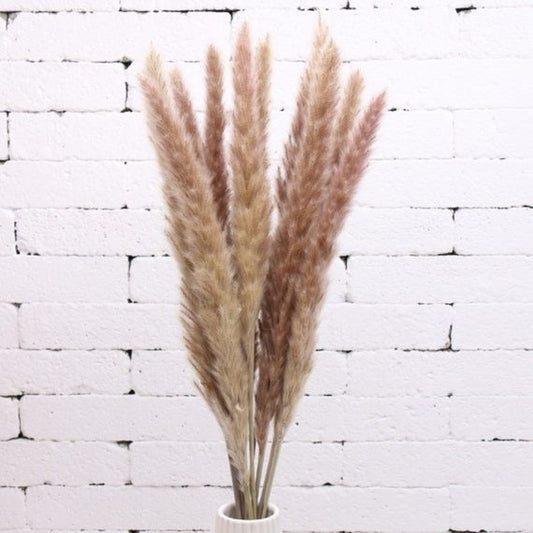 x10 stems mini pampas brown natural, mini pampa, silver grass grey taupe