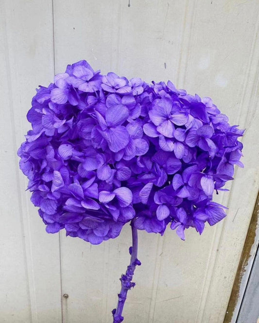 Pre order- big petal preserved hydrangea violet color, Resin/Jewelry DIY, home decoration