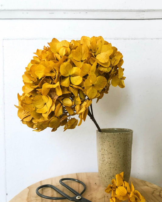 Big petal preserved hydrangea saffron color, Diy resin, jewelery, home decoration