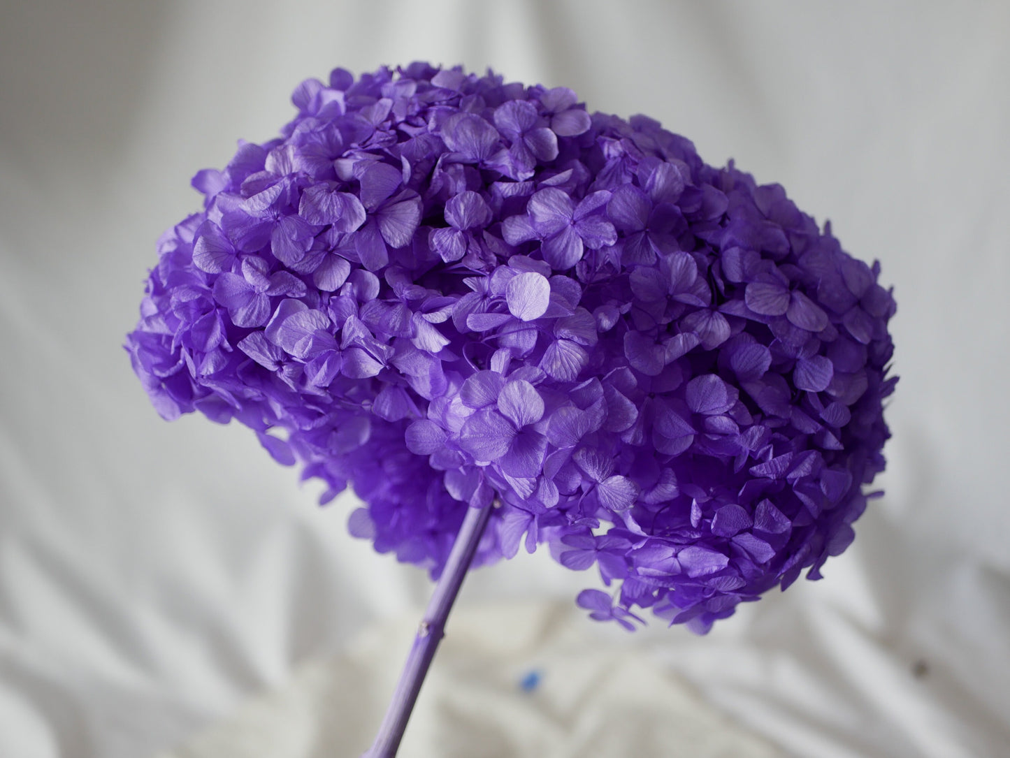 Big petal preserved hydrangea lavender color, Resin/Jewelry DIY, home decoration