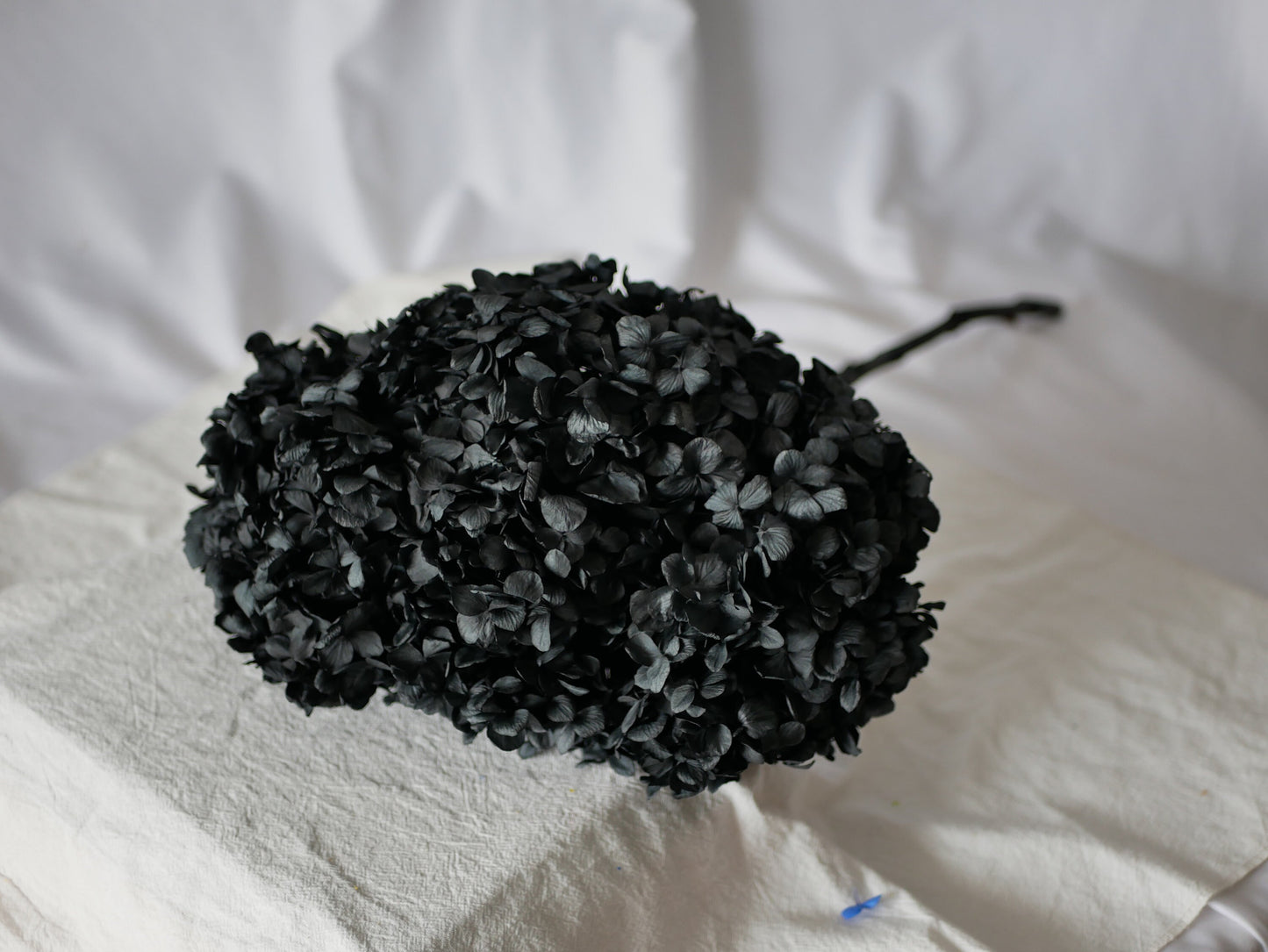 Big petal preserved hydrangea black color; DIY resin, jewelry, home decoration