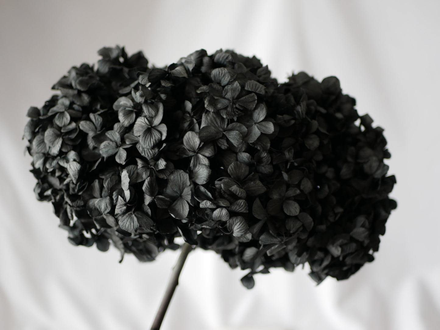 Big petal preserved hydrangea black color; DIY resin, jewelry, home decoration