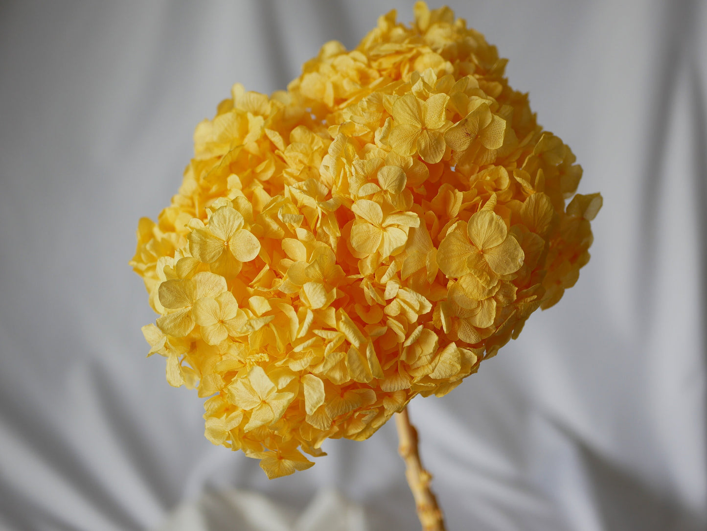 Big petal preserved hydrangea yellow, jewelry tool, Resin DIY, home decoration