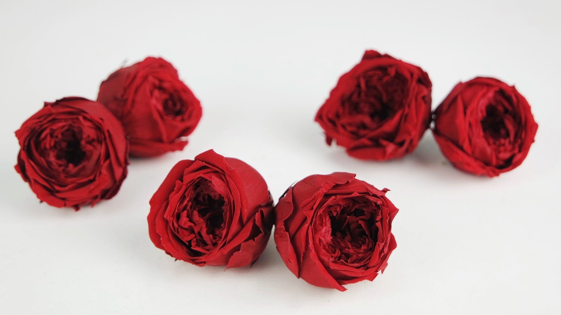 Pack of 6 Preserved English rose peony Bordeaux red, rose Augustine, decoration de mariage