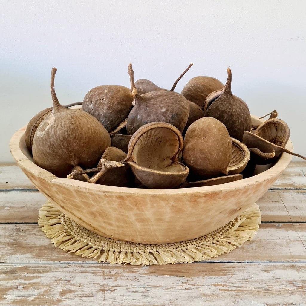 x10 Buddha Nuts, approx. 8 to 10 cm diameter, natural, dried floral deco, shooting photo