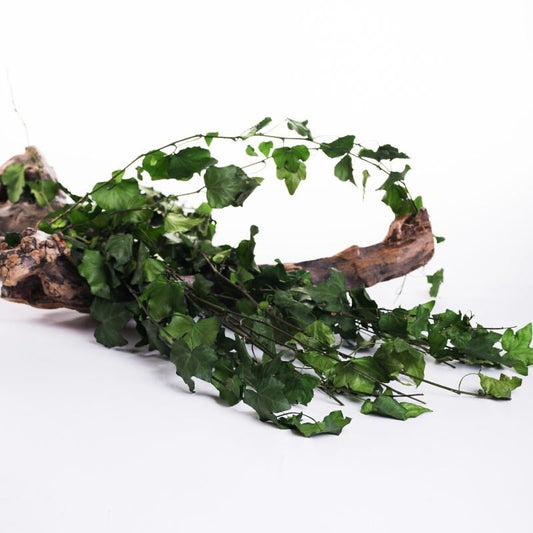 Long Ivy hederer green preserved, hanging decoration, wall interior decoration 80-90cm