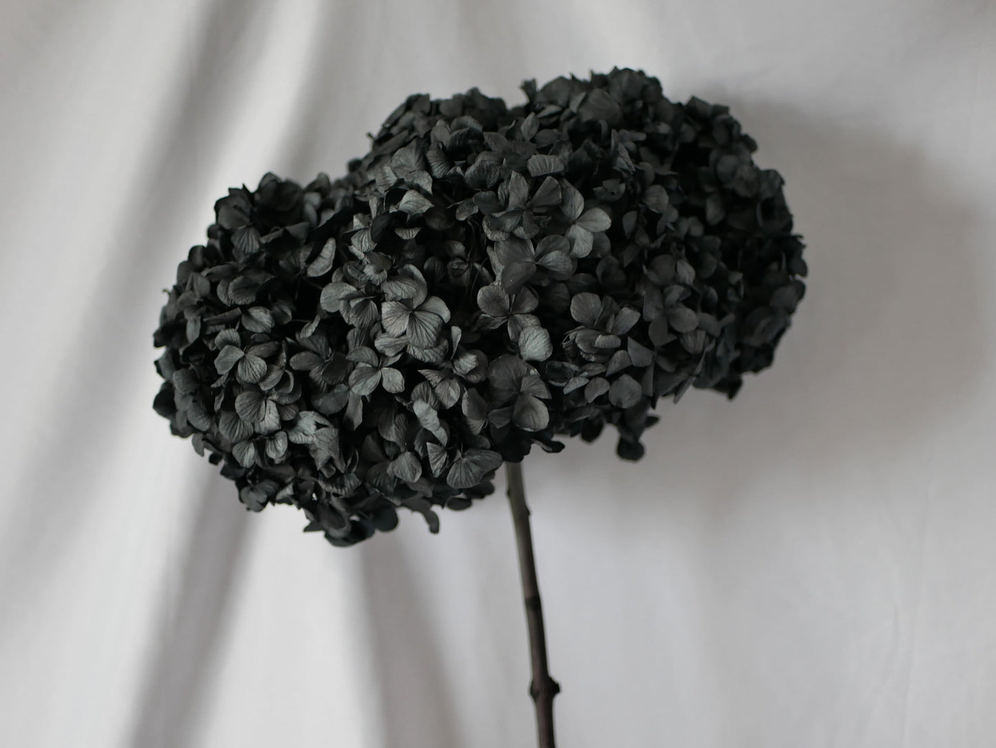 Big petal preserved hydrangea black color; DIY resin, jewelry, home decoration