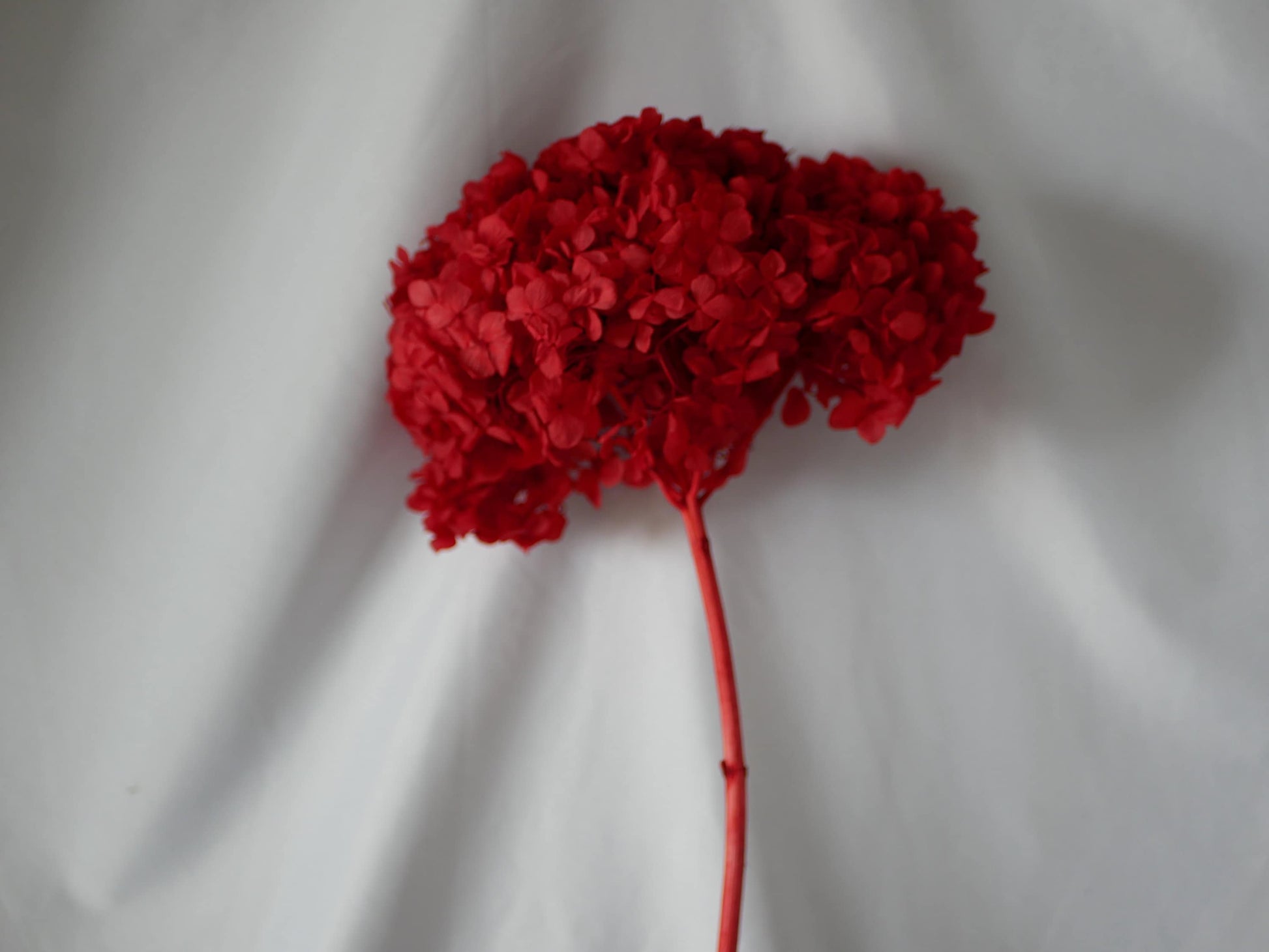 Big petal preserved hydrangea Red on branch, DIY bijoux, Hortensia, Resin, handcraft, home decoration