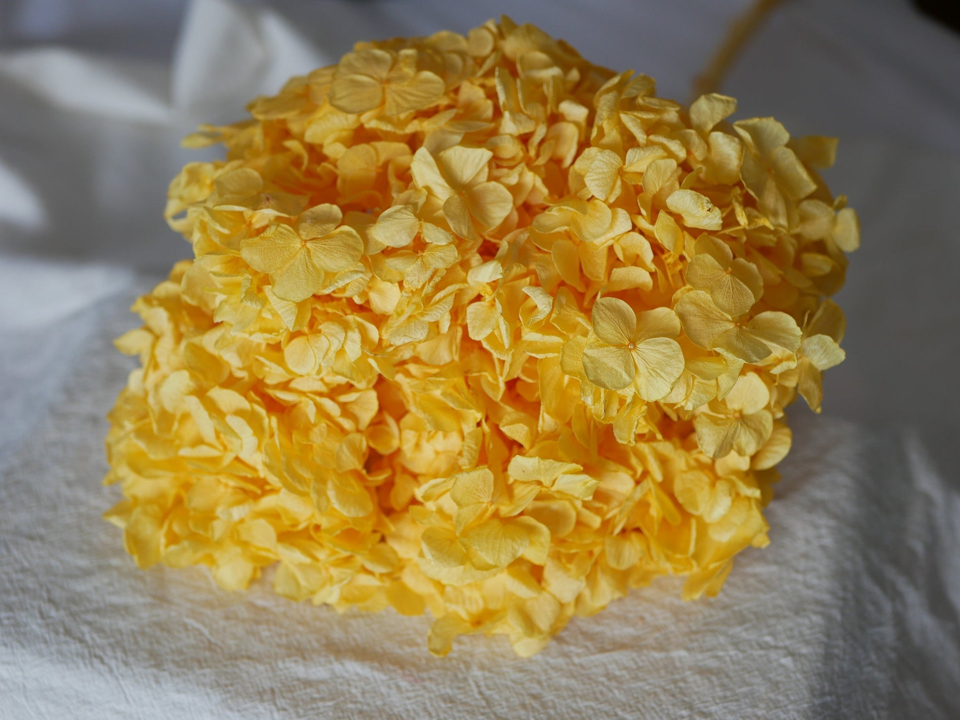 Big petal preserved hydrangea yellow, jewelry tool, Resin DIY, home decoration