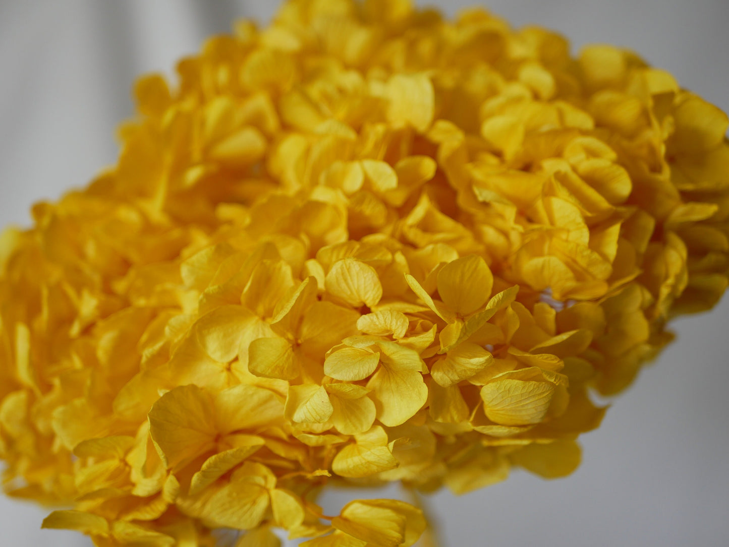 Big petal preserved hydrangea yellow, jewelry tool, Resin DIY, home decoration