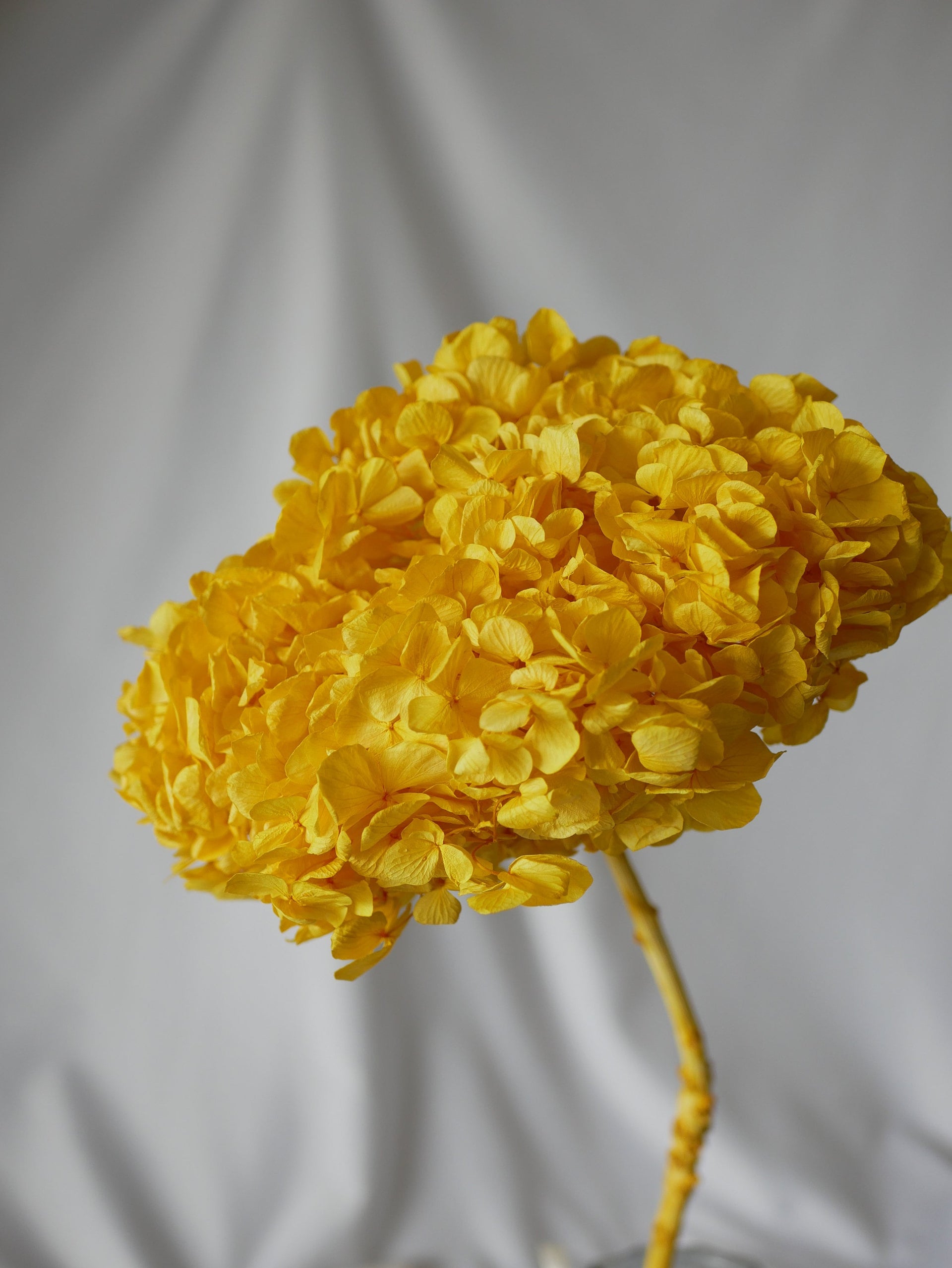 Preserved hydrangea jaune safran 20cm , resin DYI, bijoux fleurs