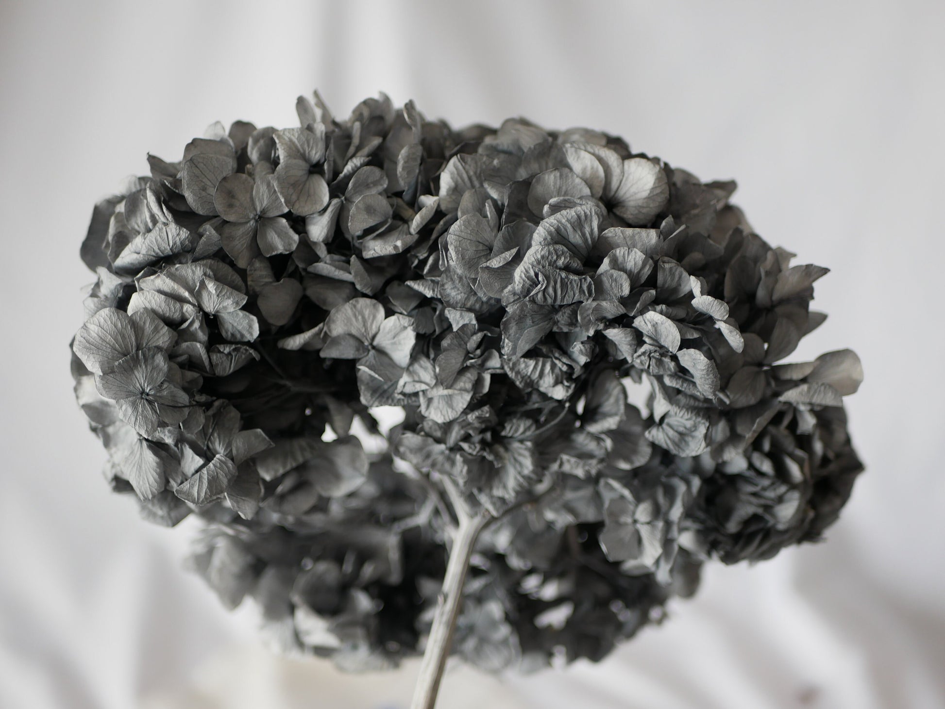 Big petal preserved hydrangea grey; DIY resin, jewelry, home decoration